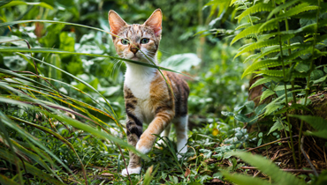 Alimentation </br> et accessoires </br>pour votre chat