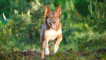 Alimentation </br>et accessoires </br>pour votre chien
