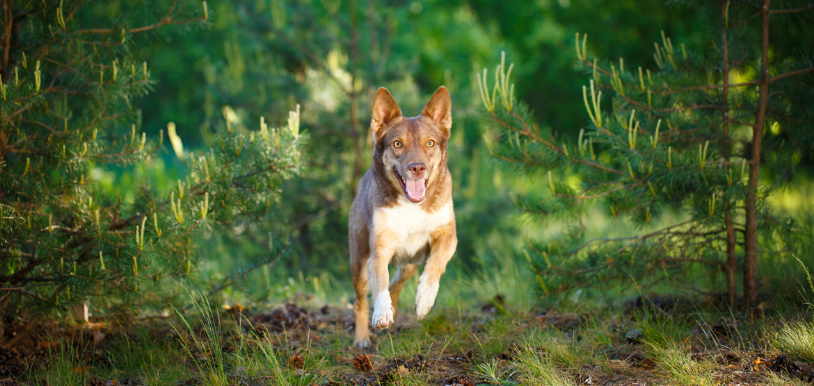 Tout sur le Canicross – Équipements, conseils et FAQ