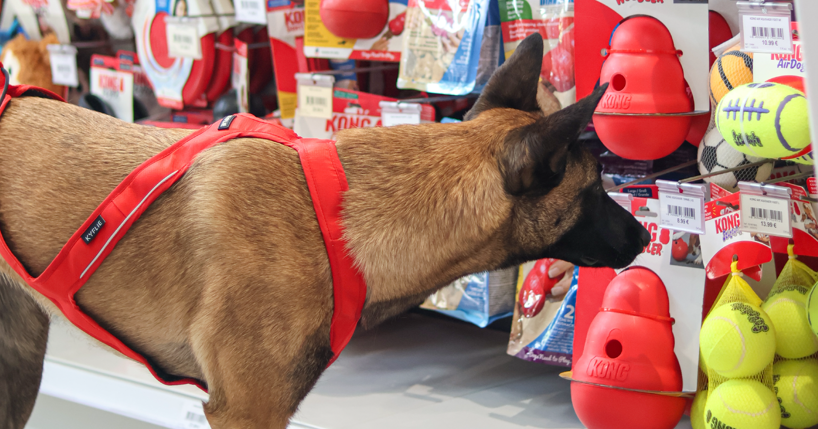 Alimentation </br>et accessoires </br>pour votre chien